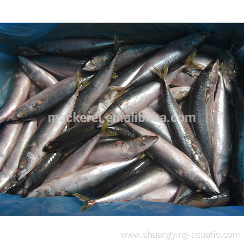 Frozen Pacific Mackerel Fish 300-500g For Wholesale